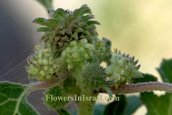 Xanthium strumarium,  Rough Cocklebur, לכיד הנחלים