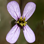Zilla spinosa, Wildflower, Israel, Send flowers Online