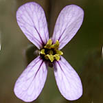 Zilla spinosa, Israel Pink Flowers, wildflowers