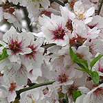 Zimrat Haaretz, Wildflower, Israel, Send flowers Online