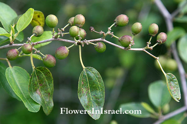 Ziziphus lotus, Rhamnus lotus, Lotus jujube, Lotus tree, שיזף השיח