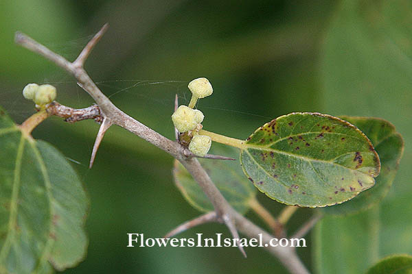 Flora of Israel online, Native Plants, Bible