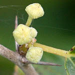 Ziziphus lotus, Israel Yellow wildflowers