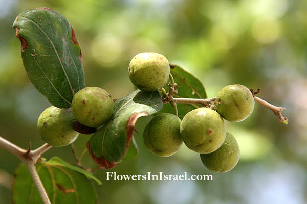 Ziziphus spina-christi, Jujube, Christ’s thorn, Atad,عنّاب ,Unnab,שיזף מצוי ,אטד