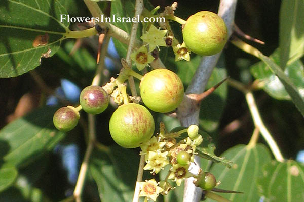 Ziziphus spina-christi, Jujube, Christ’s thorn, Atad, שיזף מצוי ,אטד