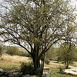 Ziziphus spina-christi, Israel, Cream colored flowers