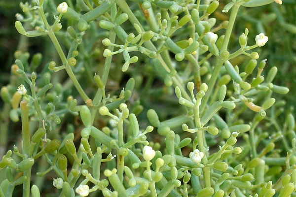 Zygophyllum coccineum, Tetraena coccinea,Scarlet-flowered Bean-Caper, זוגן אדום,  نبات الهرم، حماض، بطباط، رطريط
