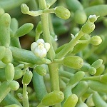 Zygophyllum dumosum, Wildflower, Israel, Send flowers Online