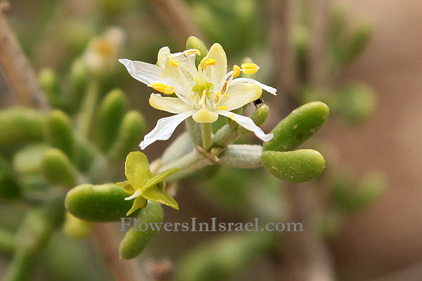 Zygophyllum dumosum, Bean caper plant, זוגן השיח