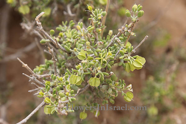 Zygophyllum dumosum, Bean caper plant, זוגן השיח , خريزى، خريزه