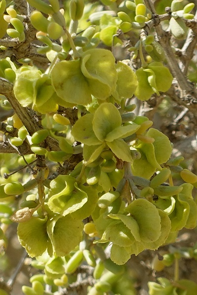Zygophyllum dumosum, Bean caper plant, זוגן השיח , خريزى، خريزه