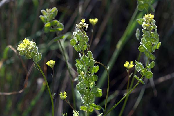 Biscutella didyma, Buckler Mustard, מצלתיים מצויות 