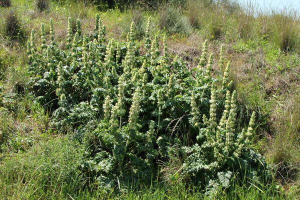 Eremostachys laciniata, Phlomis laciniata, Desert spike, Cut leaved phlomis, צמר מפוצל