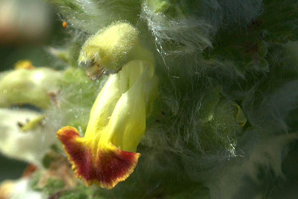 Eremostachys laciniata, Phlomis laciniata, Desert spike, Cut leaved phlomis, צמר מפוצל