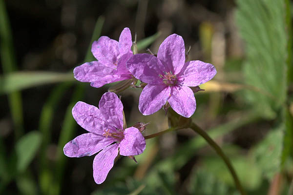 Erodium malacoides, Mediterranean filaree, Mediterranean stork's bill, Mallow Stork's-bill, ابرة العجوز ,מקור-חסידה חלמיתי