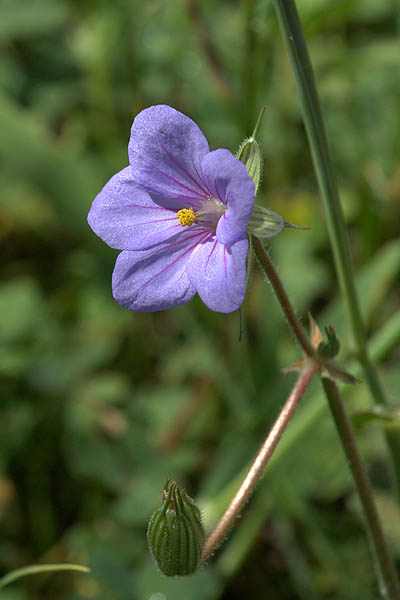 Erodium telavivense, Tel Aviv Stork's-bill, מקור-חסידה תל-אביבי 