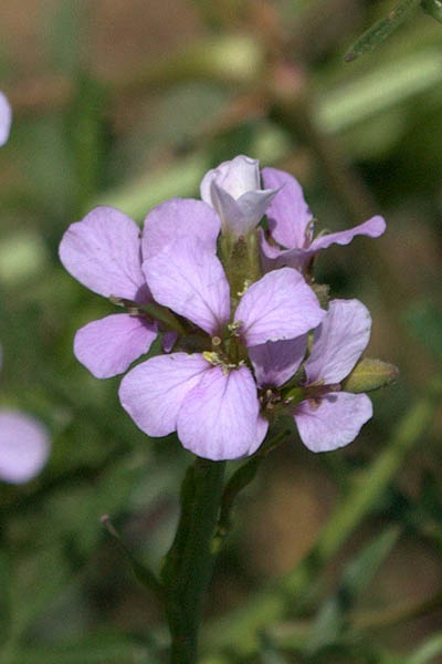 Erucaria hispanica, Erucaria myagroides,<br> Spanish pink mustard, שלח ספרדי,שלח מצוי 