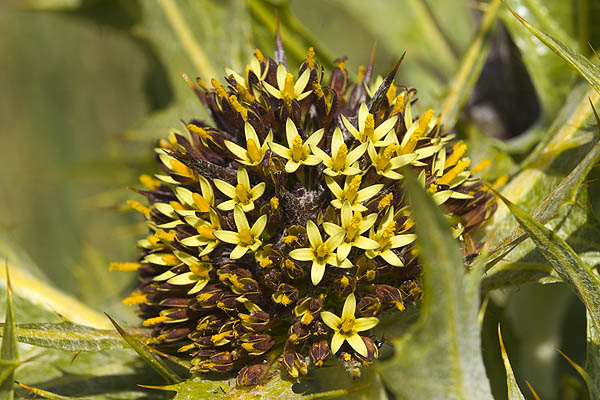 Gundelia tournefortii, Galgal, Tumbleweed, Tumble Thistle, عكوب، آعوب ,עכובית הגלגל