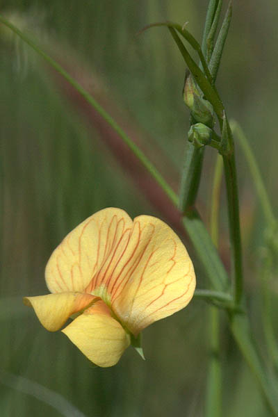 Lathyrus hierosolymitanus, Jerusalem vetchling, טופח ירושלים