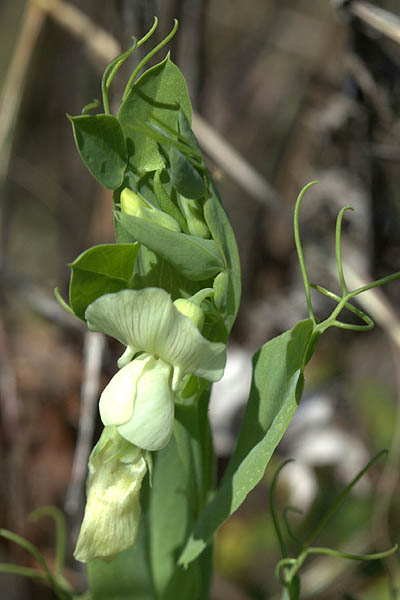 Lathyrus ochrus, Winged vetchling, Cyprus-vetch, טופח גדול