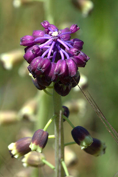 Leopoldia bicolor, Leopoldia maritima, Coastal leopoldia, מצילות החוף