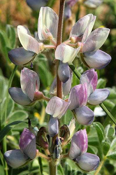 Lupinus palaestinus, Palestine Lupine, תורמוס ארץ-ישראלי