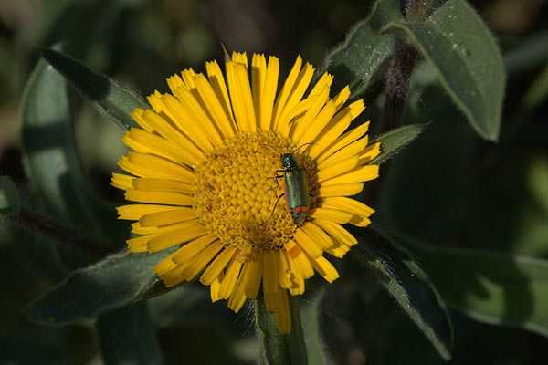 Pallenis spinosa, Astericus spinosus, Spiny Starwort, شوك ,מוצית קוצנית 