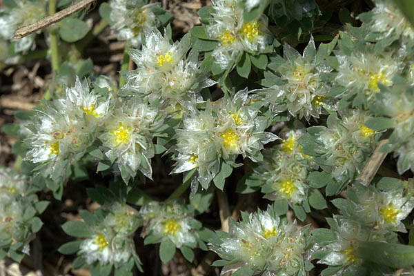 Paronychia argentea, Silver nailroot, Silvery Whitlow Wort, אלמוות הכסף  رجل الحمامة