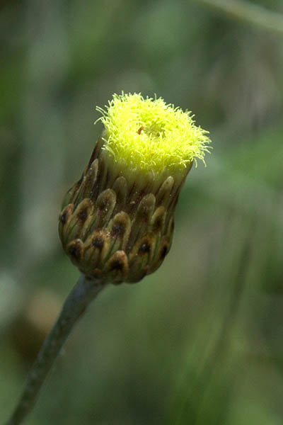 Phagnalon rupestre, Phagnalon spathulatum, African fleabane, هحدق،حيدق ,צמרנית הסלעים 