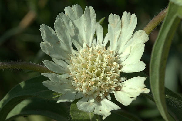 Scabiosa prolifera, Lomelosia prolifera,<br> Prolific Scabious, Carmel Daisy, תגית מצויה