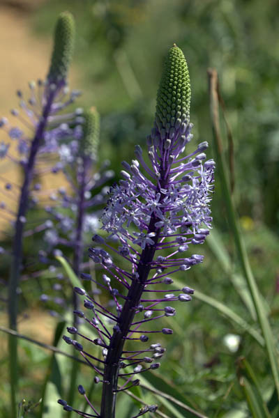 Scilla hyacinthoides, Hyacinth Squill, בן-חצב יקינתוני