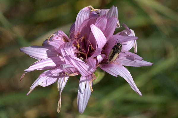 Scorzonera papposa, Oriental Viper's Grass,הרדופנין הציצית, ربحلة – حبردول – ربحلي  