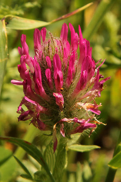 Trifolium purpureum, Purple Clover, תלתן הארגמן, برسيم