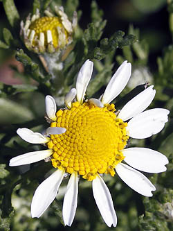 Anthemis pseudocotula, Common Chamomile, קחוון מצוי