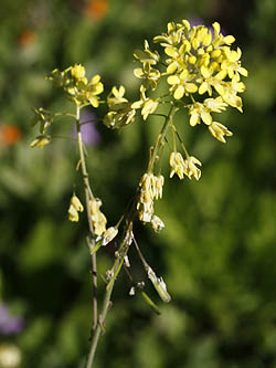 Isatis lusitanica, Isatis aleppica, Aleppo Woad, איסטיס מצוי