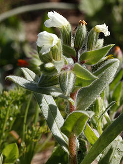 Nonea philistaea, Philistine Monkswort, נוניאה פלשתי