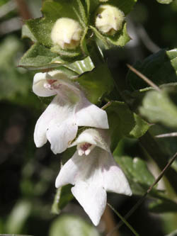 Prasium majus, White Hedge-nettle, פרסיון גדול