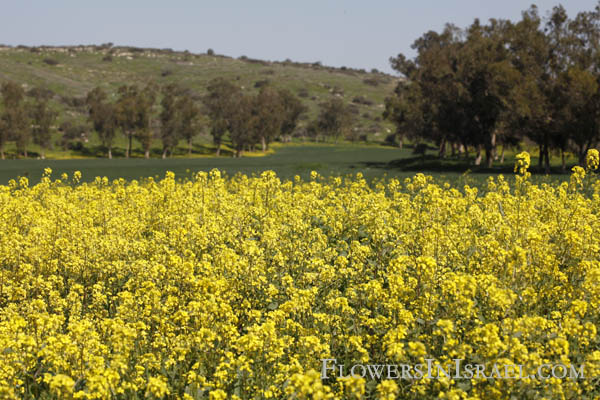 Sinapis alba, White mustard, Salad mustard, חרדל לבן , خردل اصفر