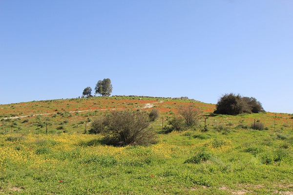 Sinapis alba, White mustard, Salad mustard, חרדל לבן , خردل اصفر,Anemone coronaria, Crown Anemone, כלנית מצויה, شقائق النعمان