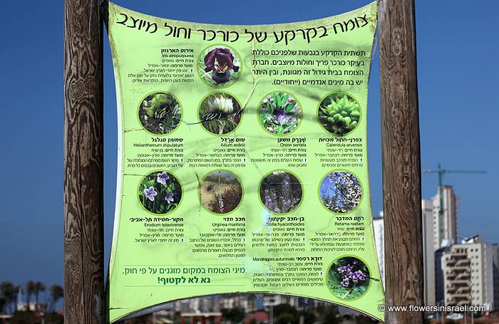 פרחים וצמחי בר בארץ ישראל: נתניה, שלולית החורף