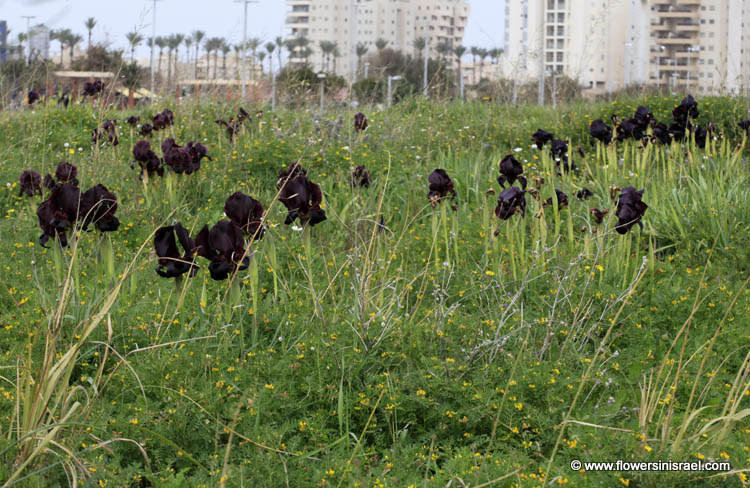 פרחים וצמחי בר בארץ ישראל: נתניה, שלולית החורף