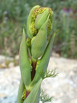 Ferula communis, Common Giant Fennel, כלך מצוי