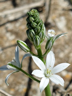 Ornithogalum narbonense, Southern star of Bethlehem, Narbonne Star-of-Bethlehem, נץ-חלב צרפתי