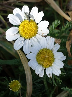 Anthemis palestina, Anthemis melanolepis, Cota palaestina, Israel's Chamomile, קחוון ארצישראלי,  قحوان فلسطيني