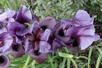 Iris haynei, Gilboa iris,<br>Hebrew: אירוס הגלבוע, Arabic: سوسن فقوعة<