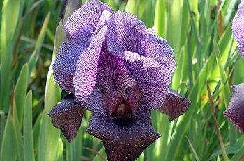 Iris haynei, Gilboa iris,<br>Hebrew: אירוס הגלבוע, Arabic: سوسن فقوعة<