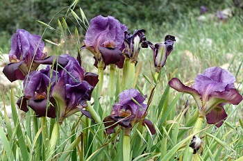 Iris haynei, Gilboa iris,<br>Hebrew: אירוס הגלבוע, Arabic: سوسن فقوعة<