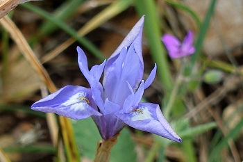 Moraea sisyrinchium, Gynandriris sisyrinchium, Barbary Nut, אחיאירוס מצוי, אירוס מצוי, צהרון מצוי