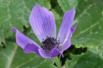 Anemone coronaria, Crown Anemone, Hebrew: כלנית מצויה, Arabic: شقائق النعمان