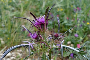  Notobasis syriaca, Cirsium syriacum, Cnicus syriacus, Syrian thistle, ברקן סורי,  خرفيش